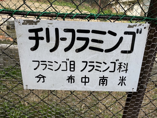池田動物園　チリーフラミンゴ