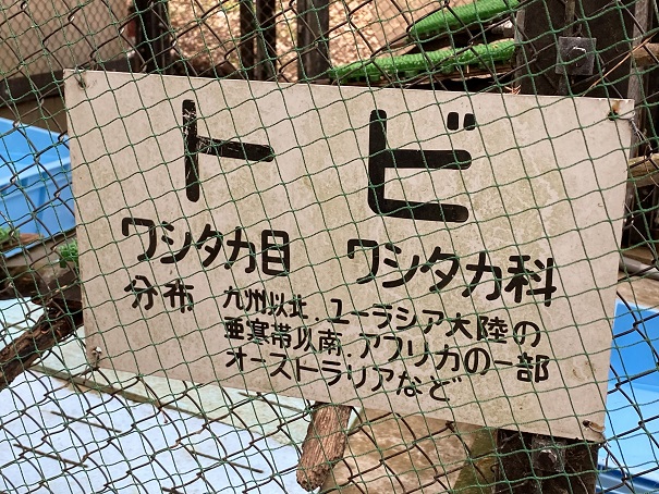 池田動物園　トビ看板