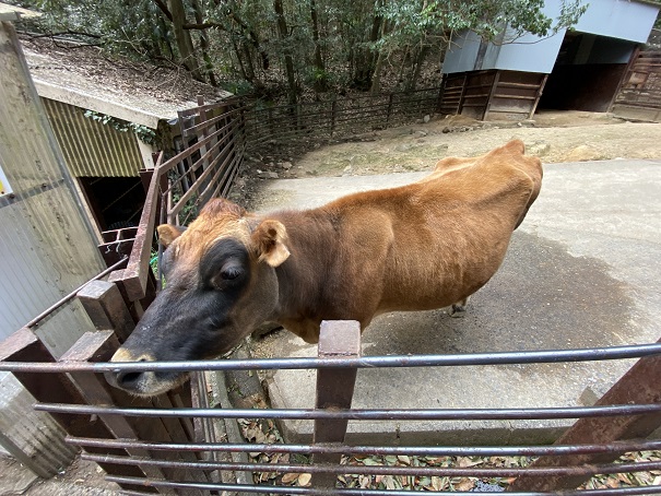池田動物園　ジャージー牛