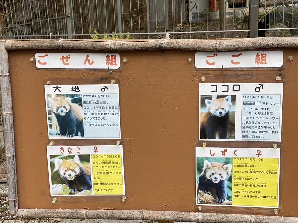 池田動物園　レッサーパンダ看板