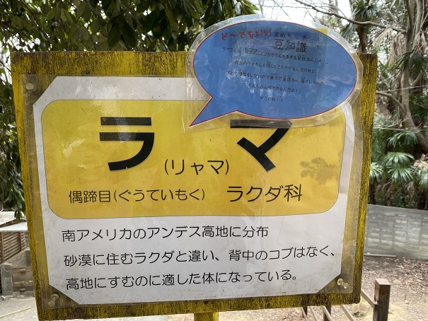 池田動物園　ラマ看板