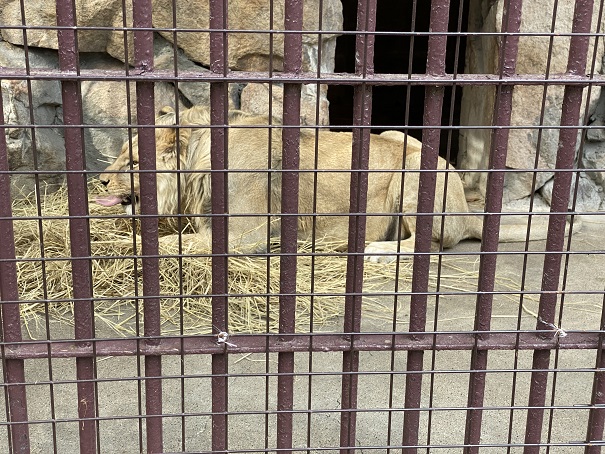池田動物園　ライオン