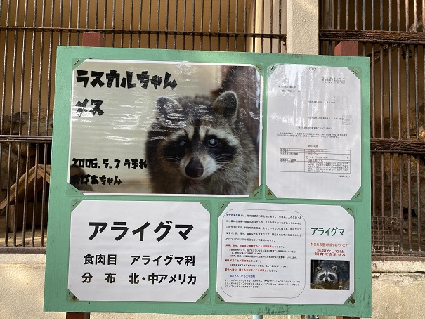 池田動物園　アライグマ看板