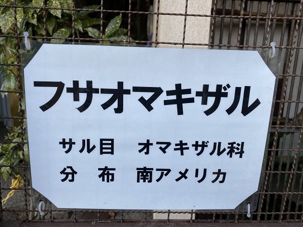 池田動物園　フサオマキザル看板
