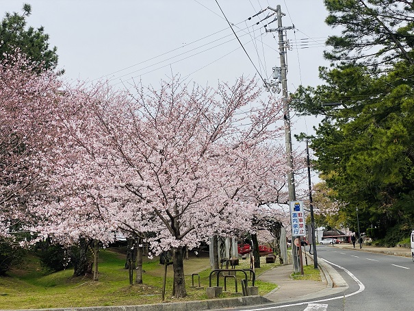 琴弾公園入口の桜
