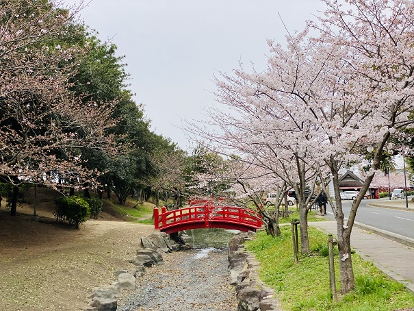 琴弾公園　問答橋と桜