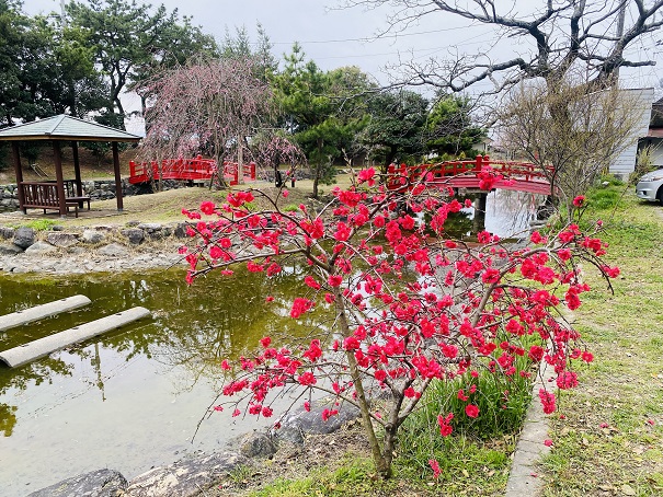 琴弾公園　紅桜