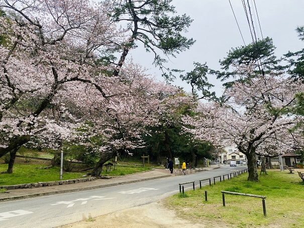 琴弾公園　道路沿いの桜