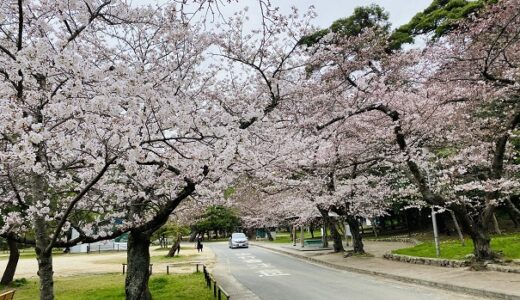 琴弾公園 450本の桜が咲き誇る名所100選で花見 観音寺市