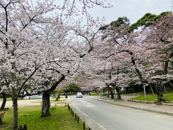 琴弾公園　桜
