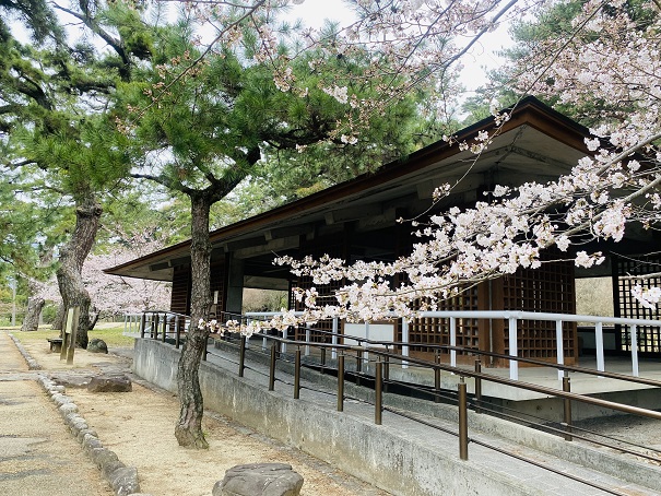 琴弾公園　浴日館の桜