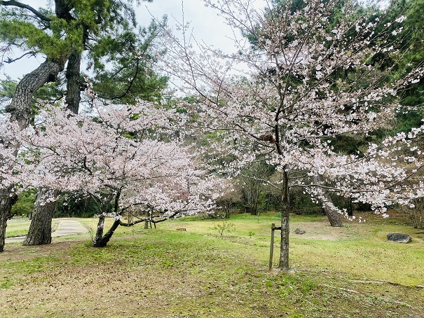 琴弾公園　浴日館の横の桜