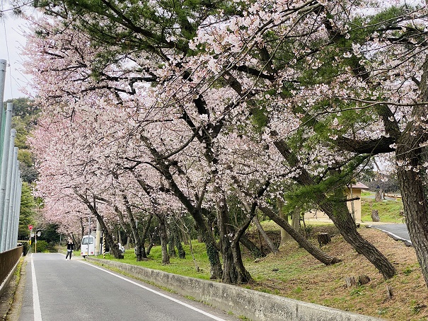 琴弾公園　観音寺中学校横の桜