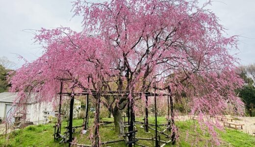 想い出桜 鬼無町のしだれ桜 ピンクの美しい一本桜 高松市