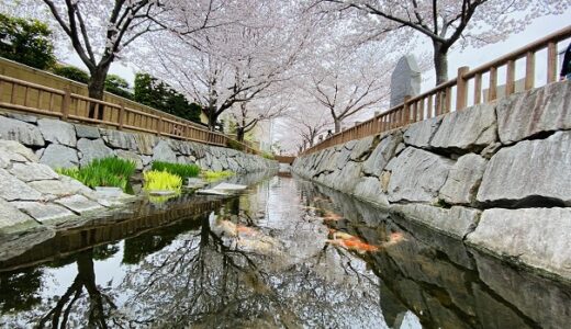 鹿の井出水 水面に映る美しい桜並木と花見スポット 高松市