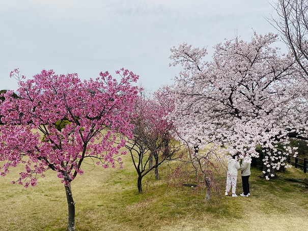 さぬき空港公園　催物広場　濃いピンクと淡いピンクの桜