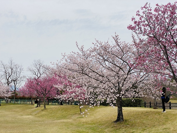 さぬき空港公園　催物広場桜