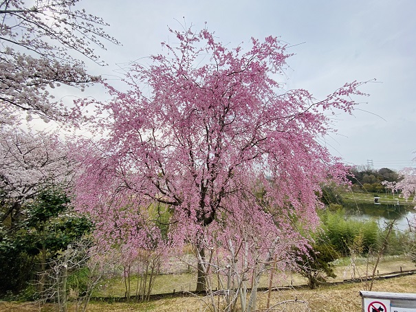 香川県園芸総合センター　一番奥の紅枝垂桜