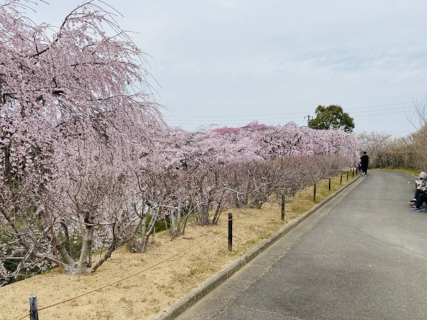 香川県園芸総合センター　さぬき空港公園がらみた枝垂れ桜