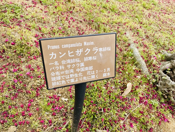 香川県園芸総合センター　カンヒザクラ説明