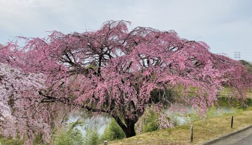 香川県園芸総合センター 紅しだれ桜が見事 桜の花見 高松市