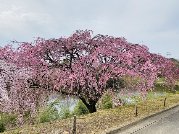 香川県園芸総合センター桜
