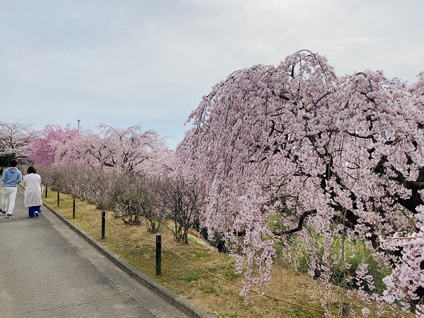 香川県園芸総合センター　枝垂れ桜