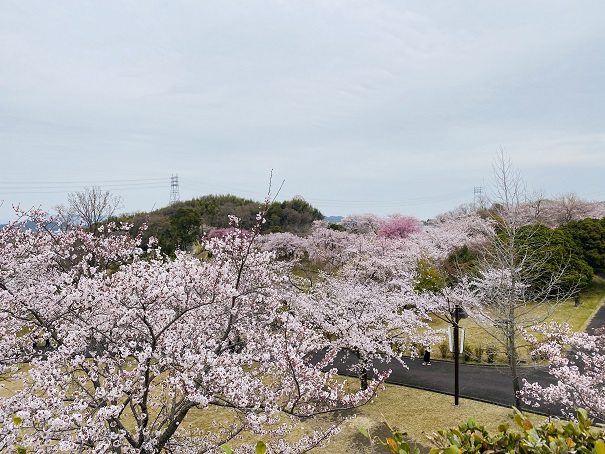 さぬき空港公園　上から見た桜