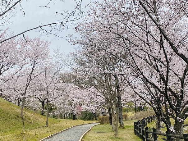 さぬき空港公園　桜