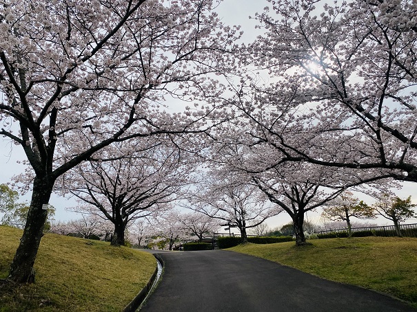 さぬき空港公園　記念広場横の桜並木