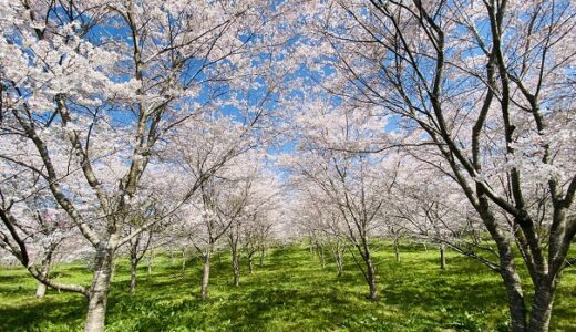 羅生門さくら公園 約10種類700本 美しい桜の花見 新見市