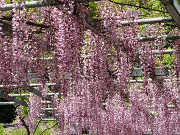 阿知神社藤の花