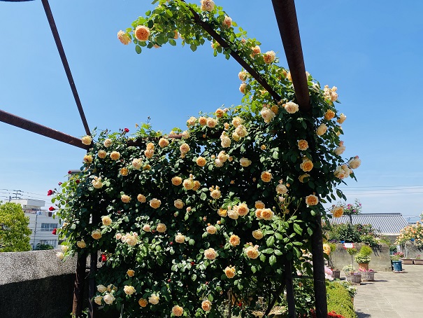 坂出人工土地屋上バラ園　入口のオレンジのバラ