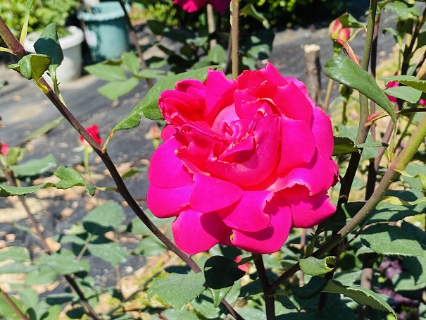 番の州公園　濃いピンクのバラ