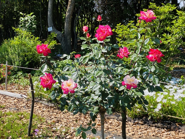 番の州公園　2色のバラ