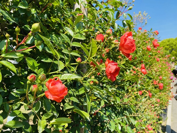 番の州公園　ツルバラ花壇赤