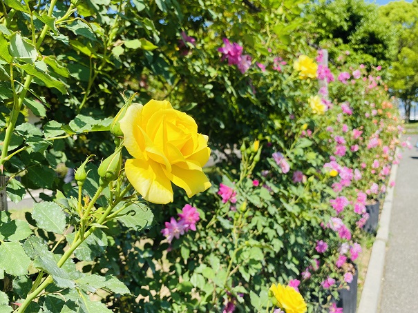 番の州公園　ツルバラ花壇黄色