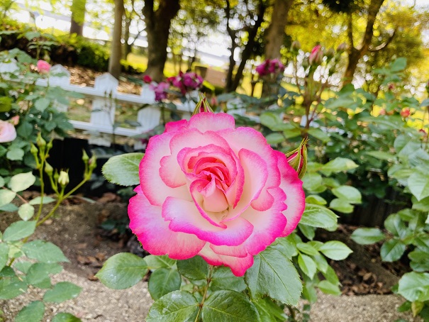 番の州公園　バラ花壇グラデーション