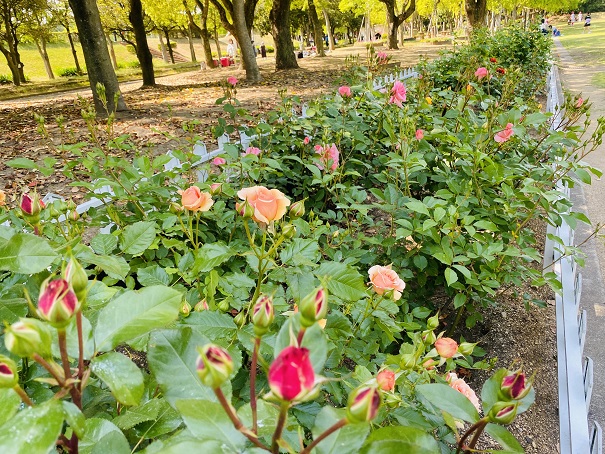 番の州公園　バラ花壇全体
