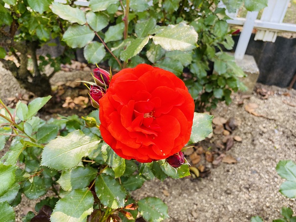 番の州公園　バラ花壇　赤