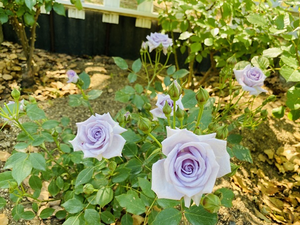 番の州公園　バラ花壇　青いバラ