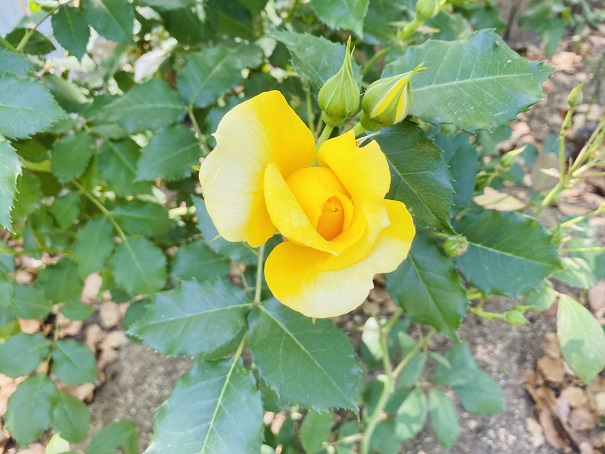 番の州公園　バラ花壇黄色