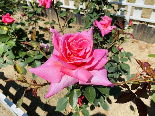 番の州公園　バラ花壇　ピンクのバラアップ
