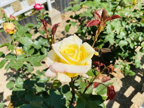 番の州公園　バラ花壇　淡い黄色のバラ