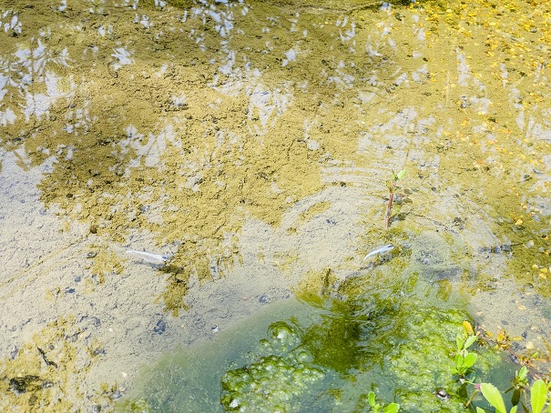 仏生山の森ガーデン　水辺の庭　魚