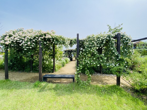 仏生山の森ガーデン　バラの庭　入口のアーチ
