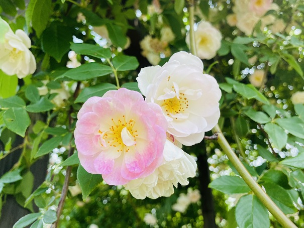 仏生山の森ガーデン　バラの庭アーチの可愛いバラ
