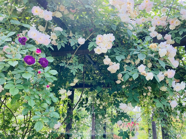 仏生山の森ガーデン　バラの庭　水辺の庭側入口のアーチ