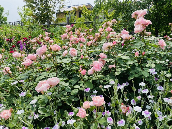 仏生山の森ガーデン　ピンクのバラ
