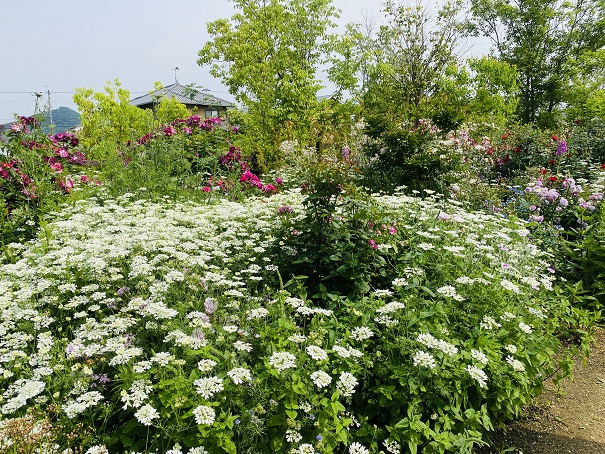 仏生山の森ガーデン　バラの庭白い花